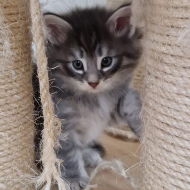 Finn