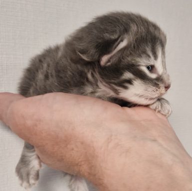 Finn